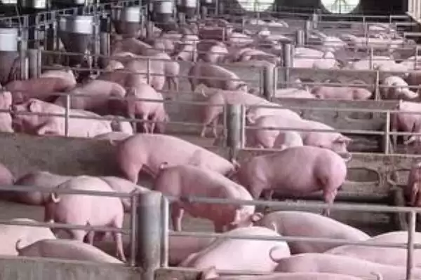 选择猪拉稀快速痊愈药物的方法和重点？养猪要做好哪些用药治疗细节？插图1