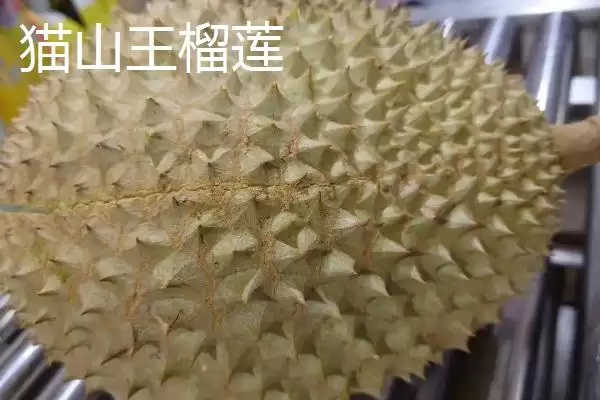 图片[2]-了解我国大陆地区最贵水果的方法和重点？认识大陆最贵水果要做好哪些细节？-会东网