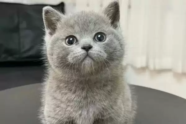 猫咪流眼泪的原因有哪些 ,猫粮油腻、缺水、猫鼻支致猫咪流泪插图1 猫咪流眼泪的原因有哪些 ,猫粮油腻、缺水、猫鼻支致猫咪流泪插图1