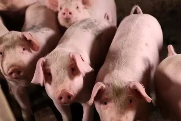 确定猪养殖宰杀时长的方法和重点？养猪要做好哪些养殖效益规划细节？插图2