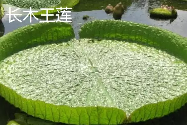 图片[5]-王莲能坐人吗？判断王莲能否坐人要考虑哪些植物结构和生长因素？-会东网