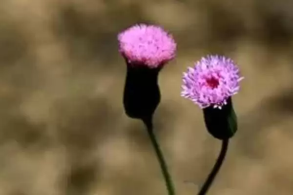 图片[4]-种植一点红的方法和重点？种植一点红要做好哪些细节？-会东网