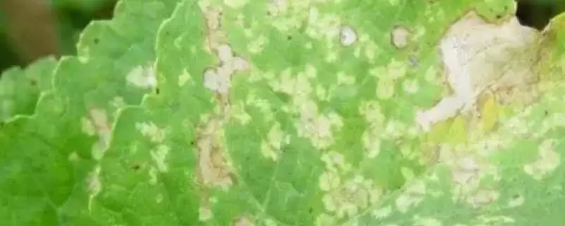 萝卜白锈病如何进行防治 ,萝卜白锈病怎么隔年轮作-会东网