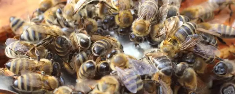 蜂王被围如何解救,可采取喷烟、移标、投水等措施插图 蜂王被围如何解救,可采取喷烟、移标、投水等措施插图