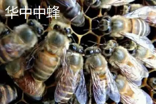 图片[6]-海南中蜂品种介绍，群势较小但具有较强的采集能力-会东网