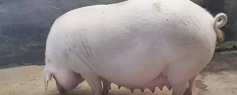 母猪定位栏要如何进行安装呢,安装母猪定位栏先设定好走道距离-会东网