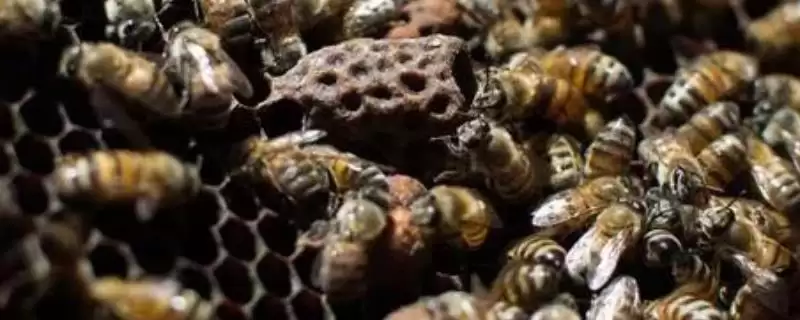 杀蜂螨的方法,可采用断子灭杀法、喷施药物法或挂药熏蒸法-会东网