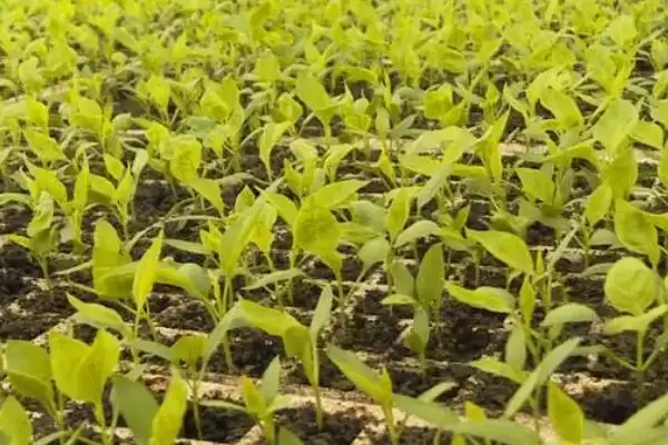 辣椒的育苗技术 ,辣椒种植前浸种时间有何要求?插图3 辣椒的育苗技术 ,辣椒种植前浸种时间有何要求?插图3