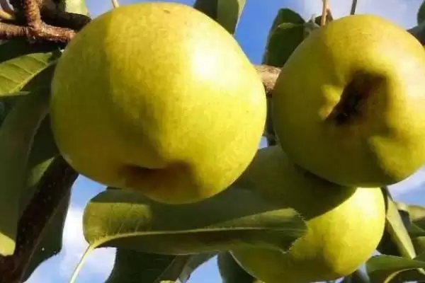 辽宁省锦州市有哪些特色水果,包括北镇葡萄、银白杏、锦州苹果等种类插图4 辽宁省锦州市有哪些特色水果,包括北镇葡萄、银白杏、锦州苹果等种类插图4