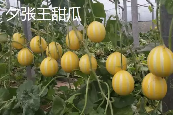 了解天价水果的方法和重点?认识天价水果要做好哪些细节?插图4 了解天价水果的方法和重点?认识天价水果要做好哪些细节?插图4