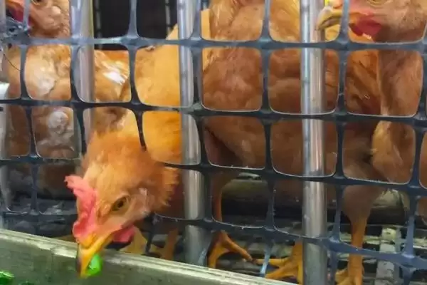 提高养鸡经济效益的方法和重点?养鸡要做好哪些效益提升策略?插图6 提高养鸡经济效益的方法和重点?养鸡要做好哪些效益提升策略?插图6