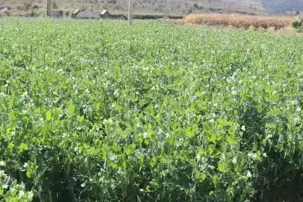 图片[3]-豌豆的种植方法？种植豌豆要遵循哪些科学的种植步骤和管理要点？-会东网