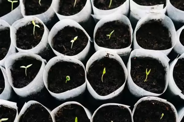 种植金丝绞瓜的方法和重点？种金丝绞瓜要做好哪些细节？插图2