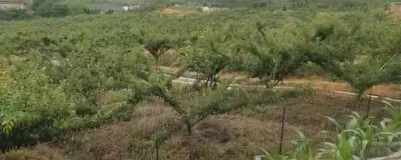 了解种李子适用土壤的方法和重点？了解种李子适用土壤要做好哪些细节？-会东网