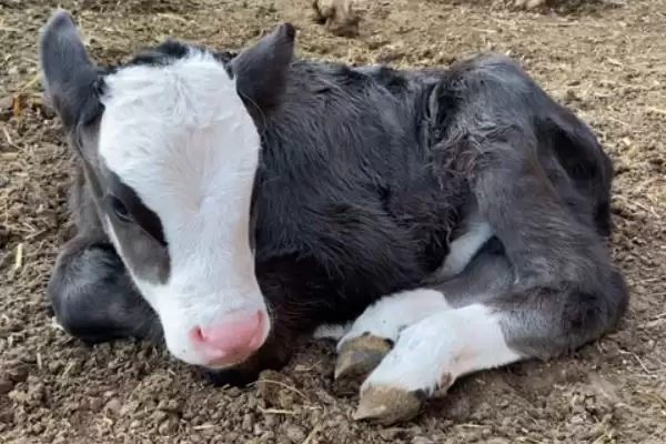 牛缺钙的早期症状警示：消化障碍和异嗜现象早发现插图1
