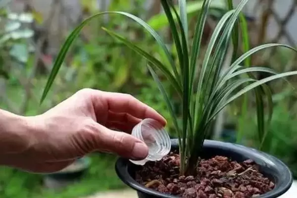 兰花红宝石的品种归属 ,兰花红宝石为什么属于春兰呢?插图3 兰花红宝石的品种归属 ,兰花红宝石为什么属于春兰呢?插图3