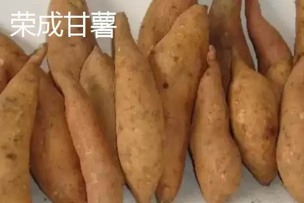 图片[4]-山东荣成的特产，荣成海参堪称参中之王-会东网