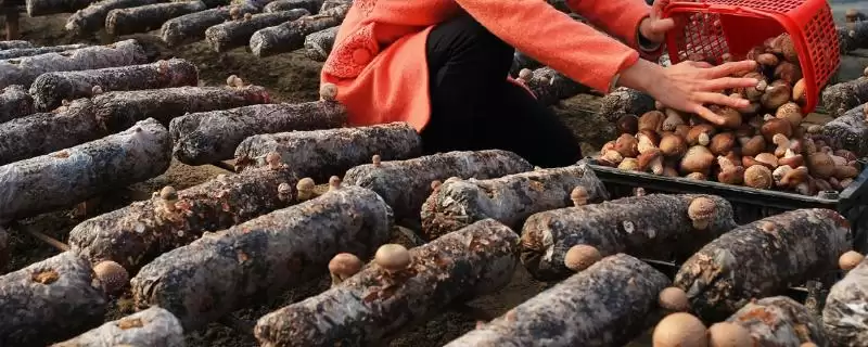 香菇品质的关键因素:水分、光照、温度如何把控?-会东网