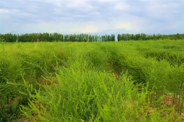 图片[4]-芦笋田的除草方法是什么 ,芦笋田如何进行除草-会东网