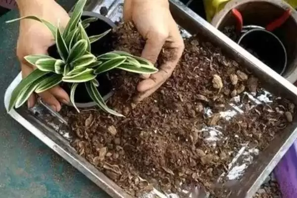 图片[3]-如何促使虎皮兰冒新芽？养护虎皮兰促新芽要掌握哪些有效技巧？-会东网