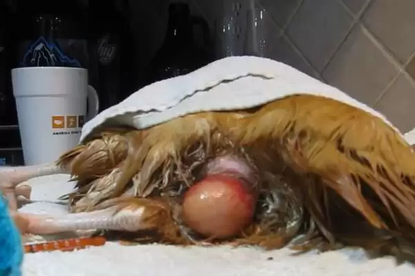 探寻鸡不知躲雨缘由的方法和重点？养鸡要做好哪些习性观察？插图5