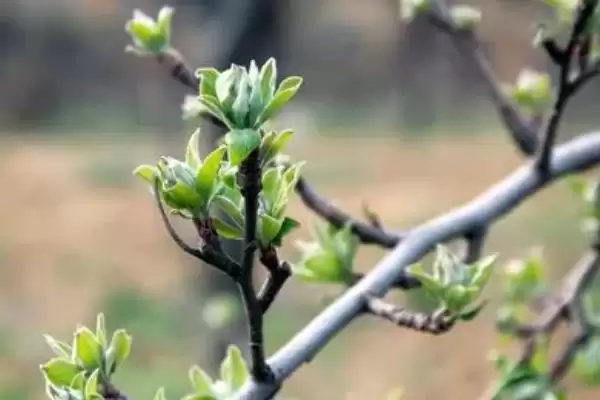 苹果树的叶片变黄如何处理,可采取喷施硫酸亚铁等措施插图5 苹果树的叶片变黄如何处理,可采取喷施硫酸亚铁等措施插图5