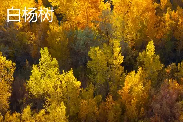 图片[2]-认识学校树木的方法和重点？认识学校树木要做好哪些细节？-会东网