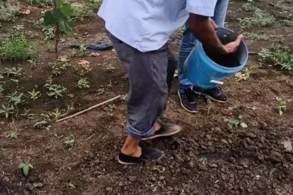 图片[4]-施用生物肥料的注意事项？施用生物肥料要遵循哪些关键的使用要点？-会东网