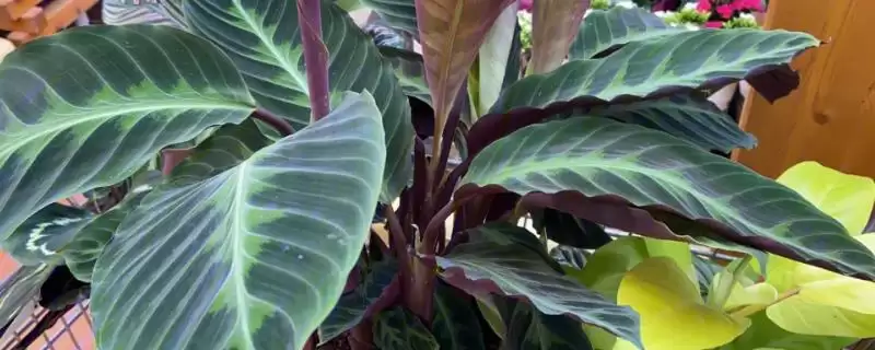 紫背竹芋寓意和风水作用的要点和内涵？理解其寓意风水需关注什么？-会东网