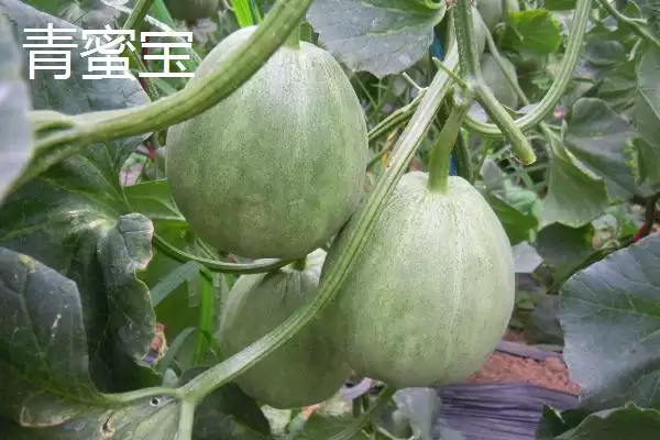 图片[5]-推荐甜瓜品种的方法和重点？选甜瓜品种要做好哪些细节？-会东网