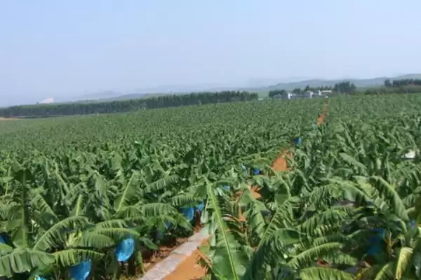 热带种植园农业有什么特点?了解热带种植园农业特点要关注什么?插图3 热带种植园农业有什么特点?了解热带种植园农业特点要关注什么?插图3