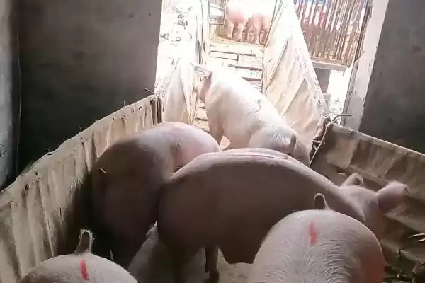 了解猪贩子挑猪方法的方法和重点?养猪要做好哪些销售前准备细节?插图2 了解猪贩子挑猪方法的方法和重点?养猪要做好哪些销售前准备细节?插图2