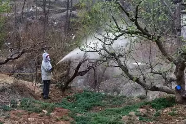 春季苹果园如何正确清园，包含物理清园和化学清园插图6