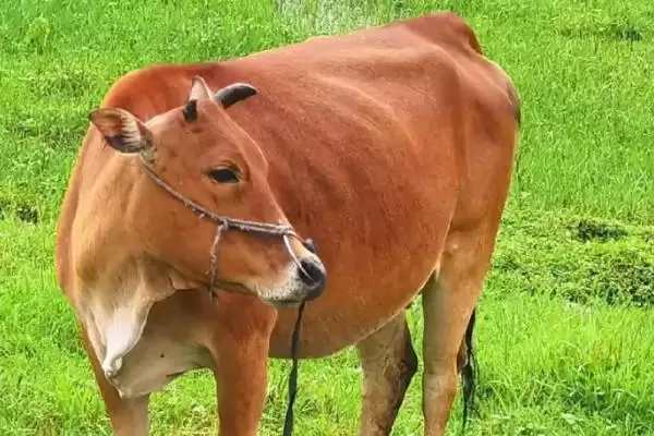 牛的年龄怎么看?外貌、角轮和牙齿的鉴别技巧插图1 牛的年龄怎么看?外貌、角轮和牙齿的鉴别技巧插图1