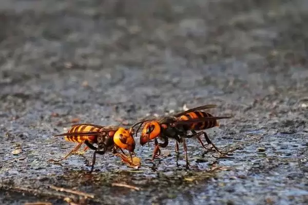 如何防止蜜蜂的天敌胡蜂,可人工捕杀或诱杀插图3 如何防止蜜蜂的天敌胡蜂,可人工捕杀或诱杀插图3