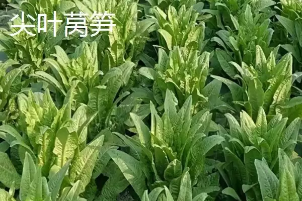 图片[3]-莴笋的产地？了解莴笋产地要知晓哪些主要的地域分布和生长环境信息？-会东网