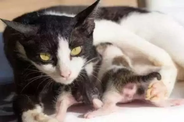 母猫产后一个月有哪些注意事项 ,母猫产后一月需关注饮食、乳房等方面插图2 母猫产后一个月有哪些注意事项 ,母猫产后一月需关注饮食、乳房等方面插图2