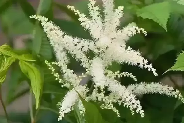 图片[2]-升麻的管理技术？管理升麻要掌握哪些关键的种植管理方法？-会东网
