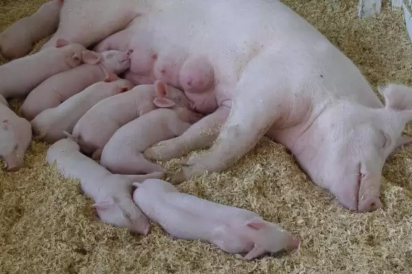 图片[5]-母猪不进食没精神且不发烧怎么处理呢,热天母猪不食可拌水饮冬夏太保-会东网