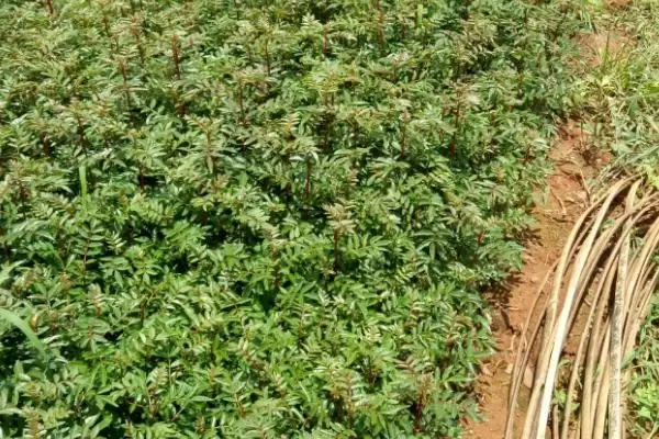 图片[4]-花椒苗在哪买？就近苗木基地的优势你知道吗？-会东网