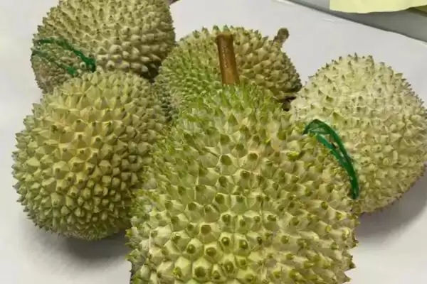 猫山王榴莲为什么价格昂贵 ,猫山王榴莲品质好且产量稀少插图1 猫山王榴莲为什么价格昂贵 ,猫山王榴莲品质好且产量稀少插图1
