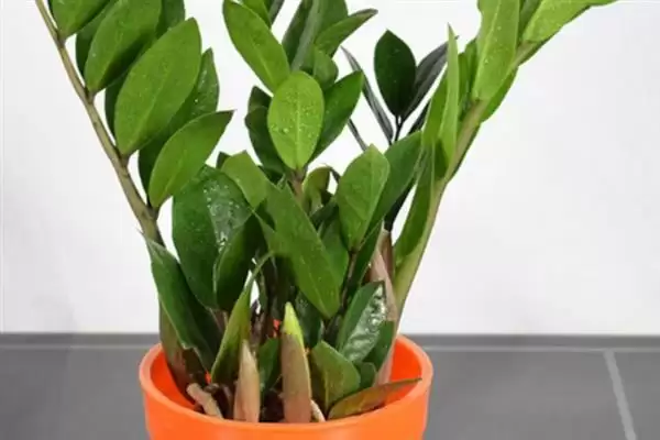 金钱树开花后的处理方法 ,金钱树开花后要如何进行处理插图4