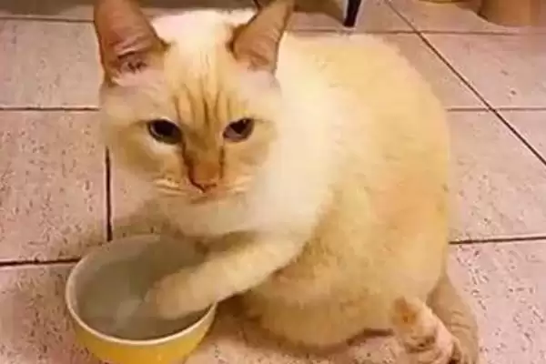 猫咪不喝水是何原因 ,水不干净或生病导致猫咪不喝水插图1 猫咪不喝水是何原因 ,水不干净或生病导致猫咪不喝水插图1