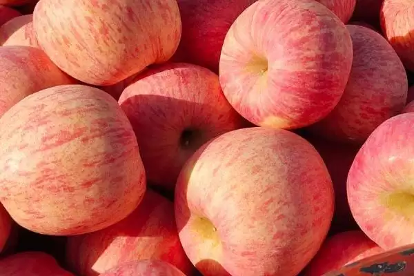 栖霞苹果的价格与产地,价格与规格有关插图3 栖霞苹果的价格与产地,价格与规格有关插图3