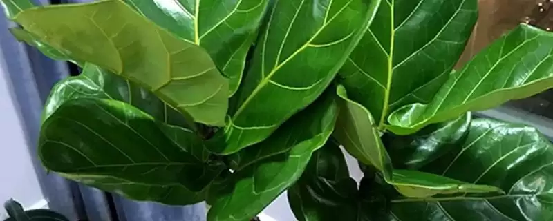 了解植物叶片均衡生长要素的方法和重点？了解植物叶片均衡生长要素要做好哪些细节？-会东网