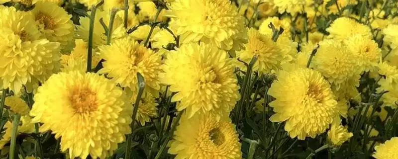 菊花的田间管理技术 ,菊花生长期追肥次数有何讲究呢?插图 菊花的田间管理技术 ,菊花生长期追肥次数有何讲究呢?插图