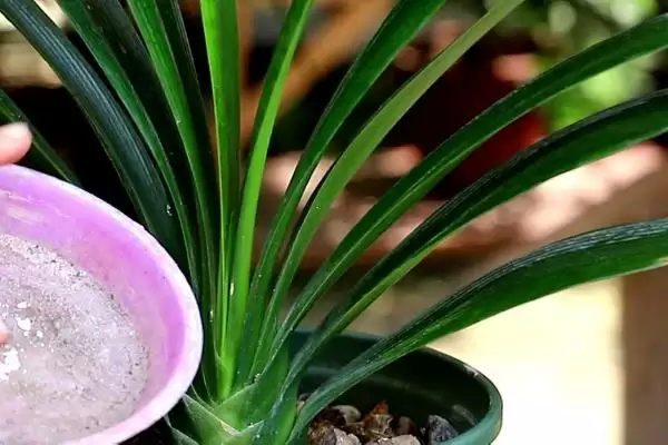 君子兰烂根的处理方法 ,君子兰烂根后如何用高锰酸钾处理?插图2 君子兰烂根的处理方法 ,君子兰烂根后如何用高锰酸钾处理?插图2