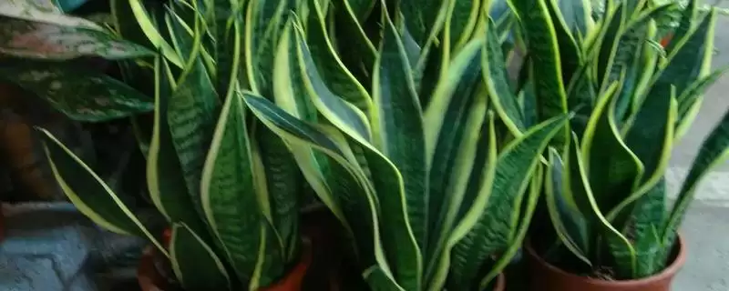 如何促使虎皮兰冒新芽？养护虎皮兰促新芽要掌握哪些有效技巧？-会东网