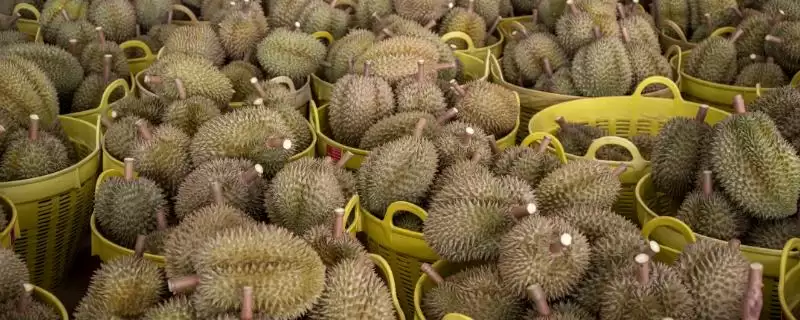 猫山王榴莲为什么价格昂贵 ,猫山王榴莲品质好且产量稀少-会东网