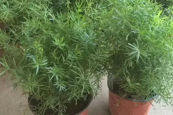 图片[10]-蓬莱松简介：多年生常绿草本植物的独特魅力-会东网